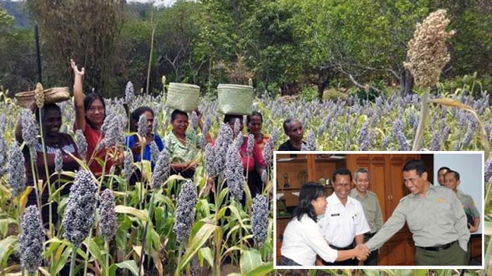 Pemerintah RI Mengembangkan Lahan Sorgum 1.000 Hektar di NTT